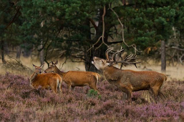 51 Hoge Veluwe, edelherten.jpg